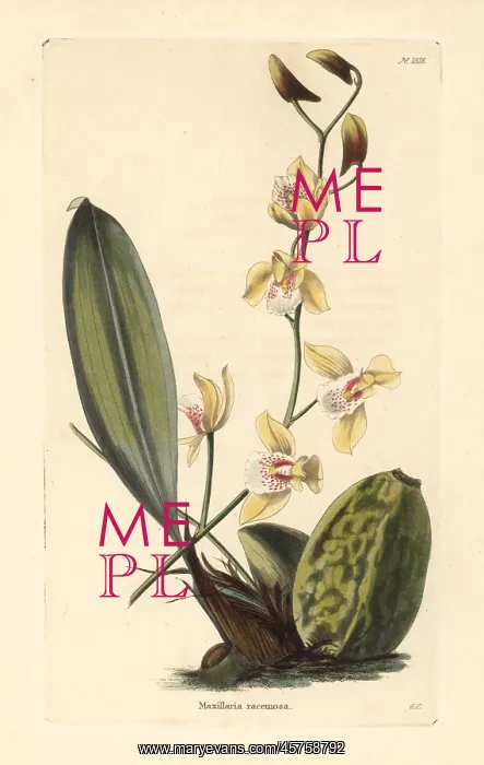 : Bifrenaria racemosa orchid : Bifrenaria racemosa orchid