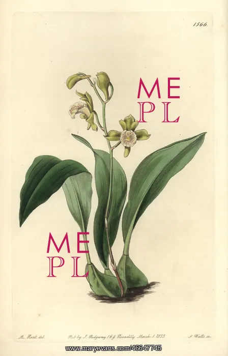 : Bifrenaria racemosa orchid : Bifrenaria racemosa orchid