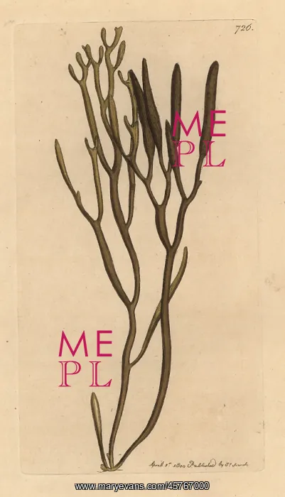 : Bifurcaria bifurcata : Bifurcaria bifurcata