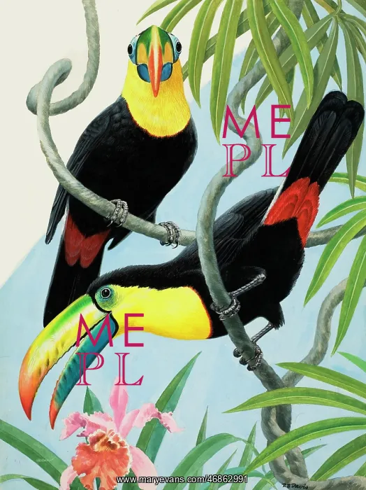  : Big-beaked Birds