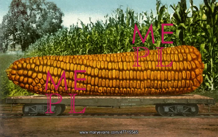 : Big Ear of Corn : Big Ear of Corn