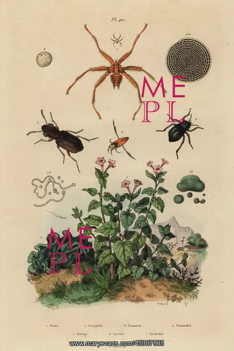 : Big-eyed beetle, backswimmer, darkling beetle : Big-eyed beetle, backswimmer, darkling beetle