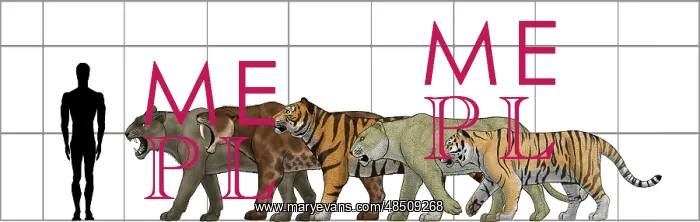 : Big felines size chart : Big felines size chart