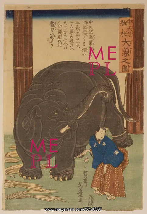 : Big imported elephant from India : Big imported elephant from India