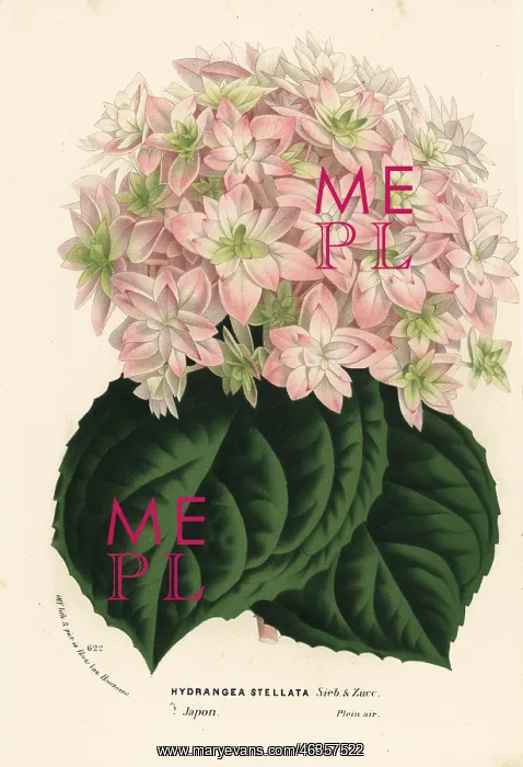 : Big-leaf hydrangea, Hydrangea macrophylla : Big-leaf hydrangea, Hydrangea macrophylla