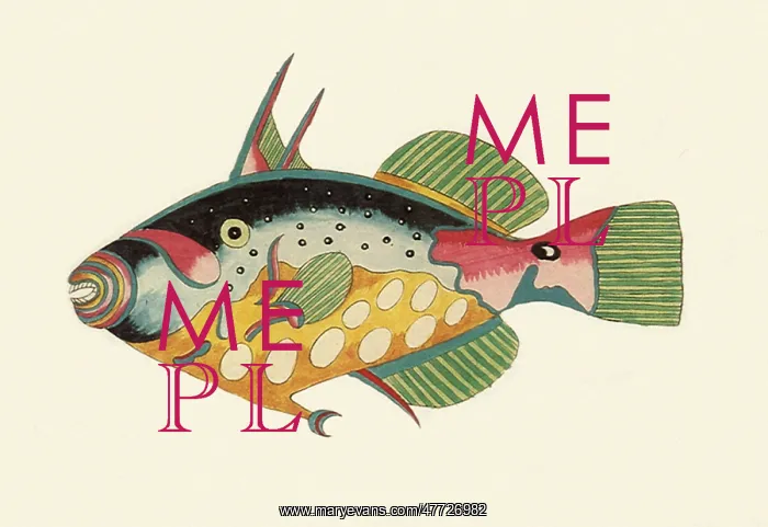  : Big-spotted Triggerfish, Balistes conspicillum