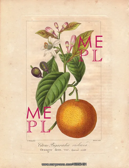 : Bigarade bitter orange, Citrus x aurantium : Bigarade bitter orange, Citrus x aurantium