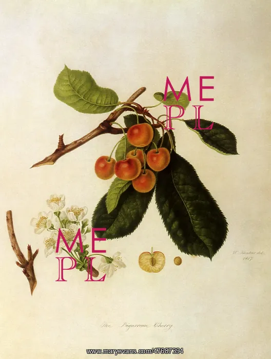  : Bigarreau Cherries