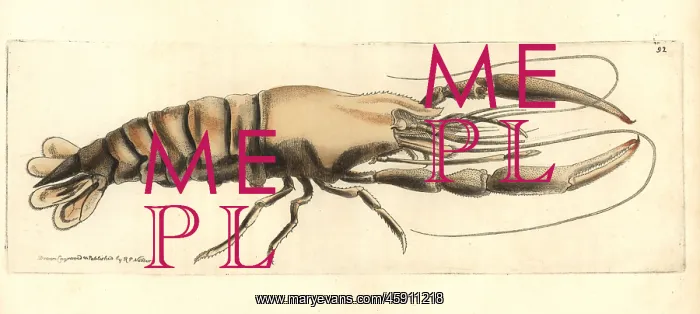 : Bigclaw river shrimp, Macrobrachium carcinus : Bigclaw river shrimp, Macrobrachium carcinus