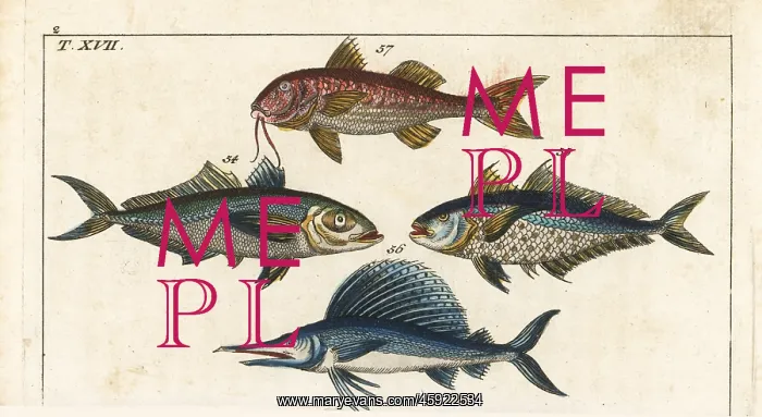 : Bigeye scad, sailfish and surmullet : Bigeye scad, sailfish and surmullet