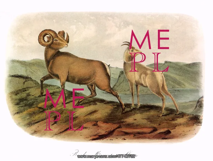 : Bighorn Sheep : Bighorn Sheep