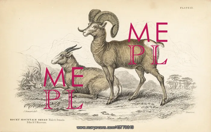 : Bighorn sheep, Ovis canadensis : Bighorn sheep, Ovis canadensis