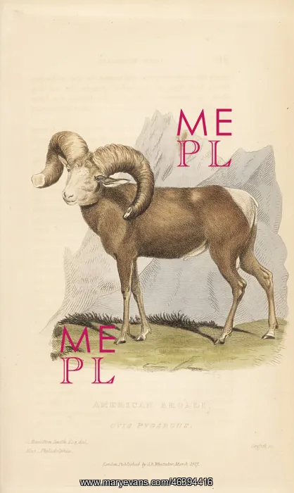 : Bighorn sheep, Ovis canadensis : Bighorn sheep, Ovis canadensis
