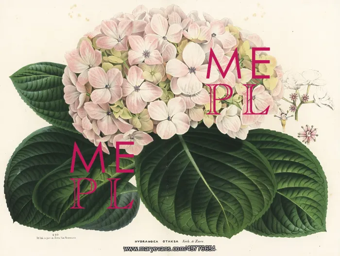 : Bigleaf hydrangea, Hydrangea macrophylla : Bigleaf hydrangea, Hydrangea macrophylla