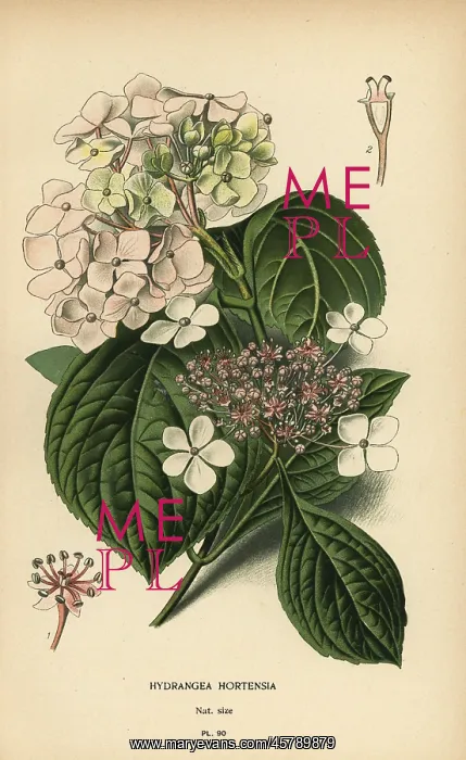 : Bigleaf hydrangea, Hydrangea macrophylla : Bigleaf hydrangea, Hydrangea macrophylla
