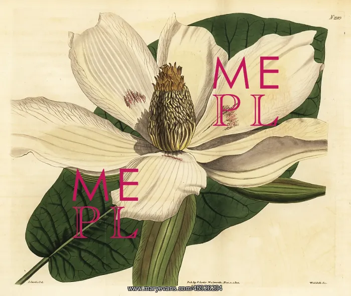 : Bigleaf magnolia, Magnolia macrophylla : Bigleaf magnolia, Magnolia macrophylla