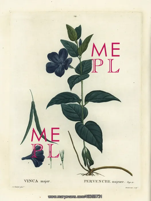 : Bigleaf periwinkle, large periwinkle or blue : Bigleaf periwinkle, large periwinkle or blue