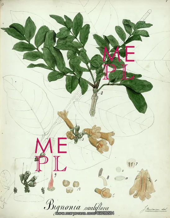 : Bignonia cauliflora : Bignonia cauliflora