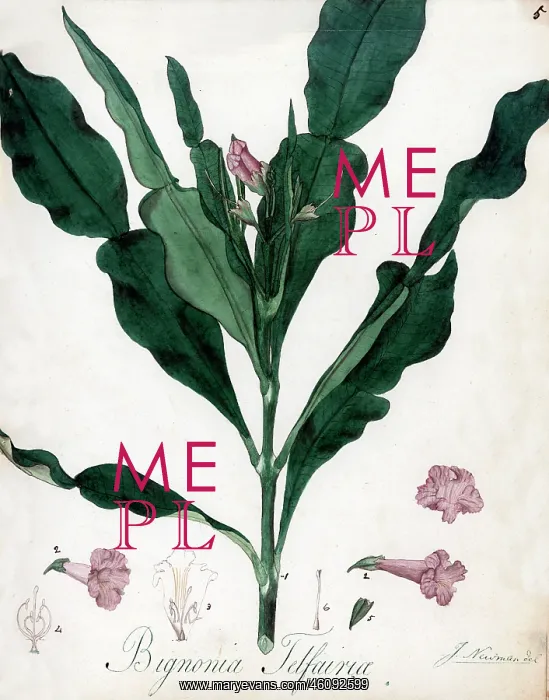 : Bignonia telfairia : Bignonia telfairia
