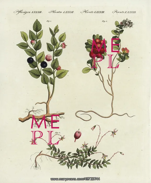  : Bilberry, cowberry and cranberry