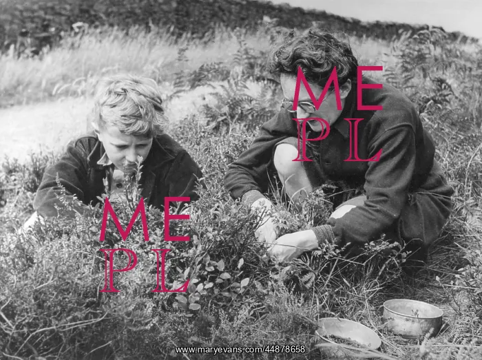 : BILBERRY PICKERS : BILBERRY PICKERS