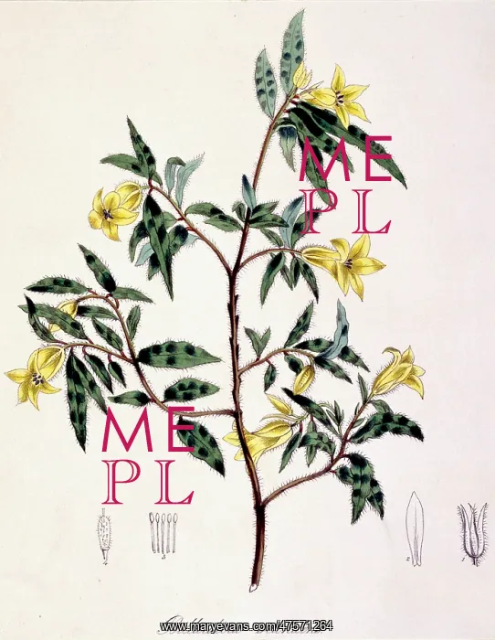: Billardiera scandens, apple-berry : Billardiera scandens, apple-berry