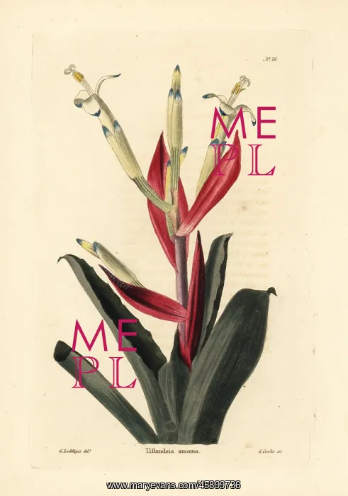 : Billbergia amoena : Billbergia amoena