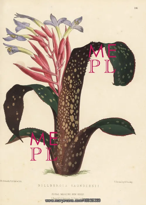 : Billbergia saundersii, bromeliad native to Brazil : Billbergia saundersii, bromeliad native to Brazil