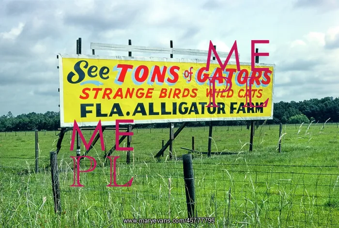 : Billboard, advertisement, Florida, alligators : Billboard, advertisement, Florida, alligators