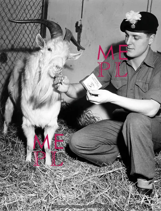 : Billy goat Billy is mascot of a British battalion in G : Billy goat Billy is mascot of a British battalion in G