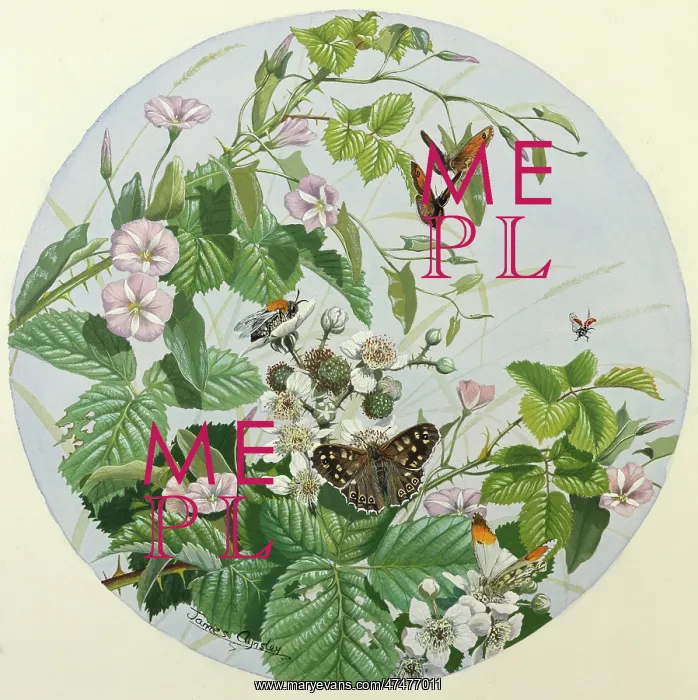  : Bindweed, Bramble and Butterflies