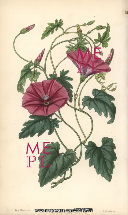 : Bindweed, Convolvulus althaeoides : Bindweed, Convolvulus althaeoides