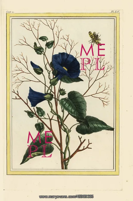 : Bindweed or morning glory, Convolvulus species : Bindweed or morning glory, Convolvulus species