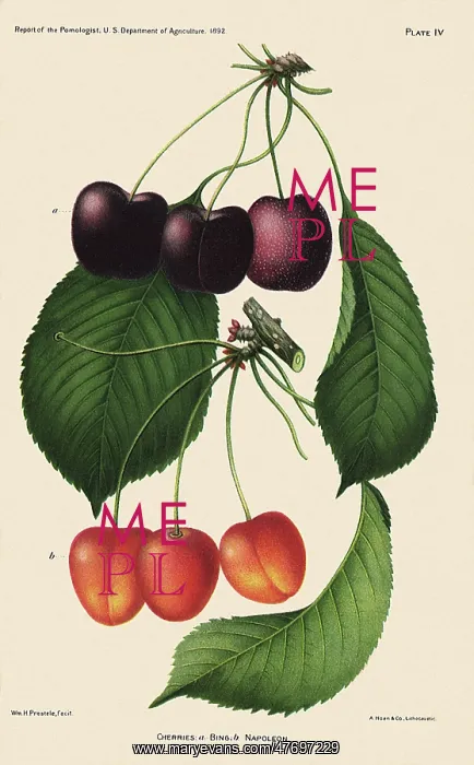  : Bing and Napoleon