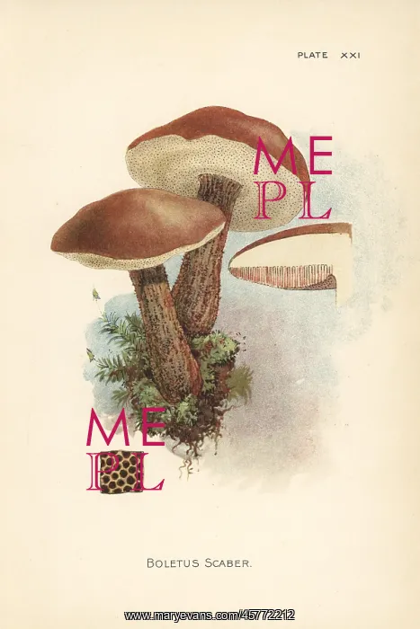 : Birch bolete, Leccinum scabrum : Birch bolete, Leccinum scabrum