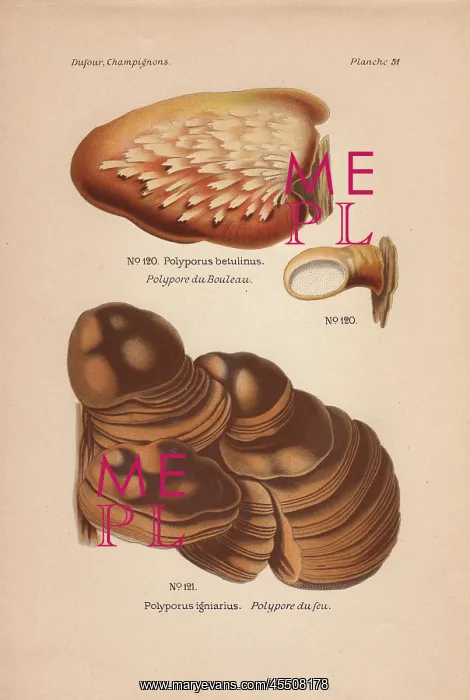 : Birch bracket mushroom, Polyporus betulinus : Birch bracket mushroom, Polyporus betulinus
