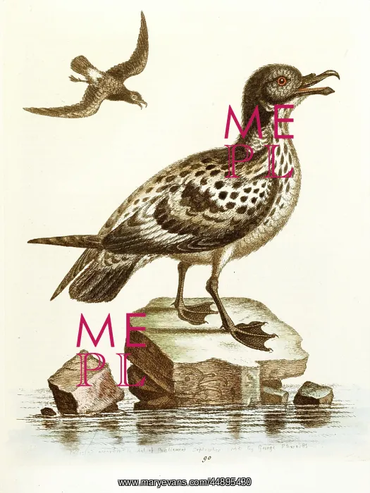  : Bird