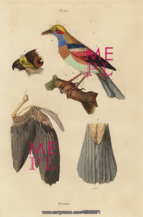 : Bird anatomy, beak, wing, tail, feathers : Bird anatomy, beak, wing, tail, feathers