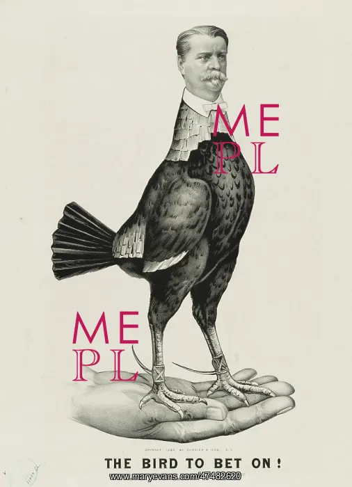 : The bird to bet on : The bird to bet on