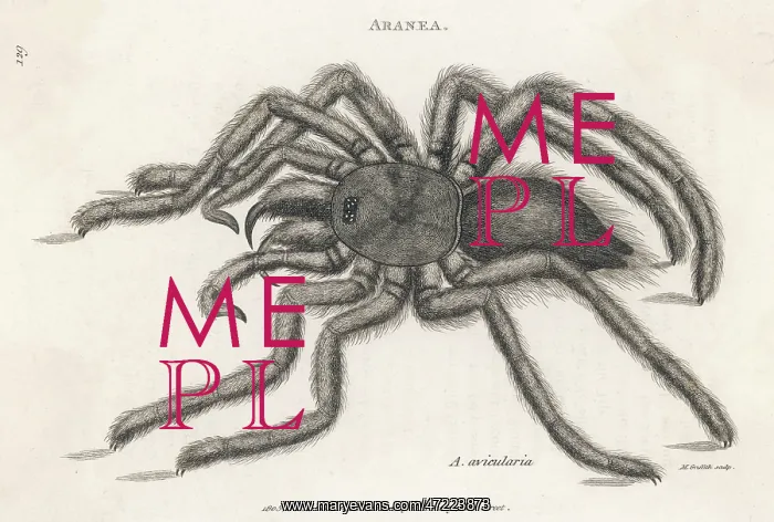 : BIRD-CATCHING SPIDER : BIRD-CATCHING SPIDER