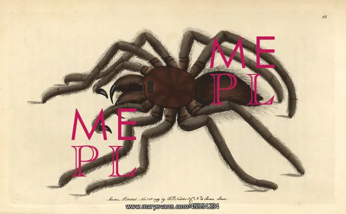 : Bird-catching spider or pink-toed tarantula : Bird-catching spider or pink-toed tarantula