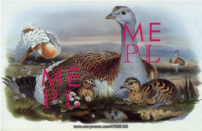 : Bird and Chicks : Bird and Chicks