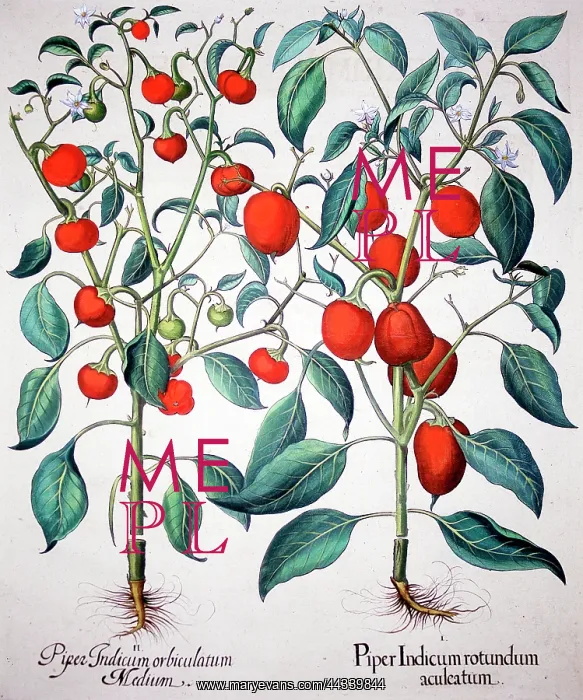 : Bird, Chili and Tabasco Pepper plants : Bird, Chili and Tabasco Pepper plants