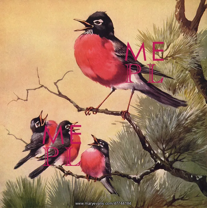  : Three Bird Chorus