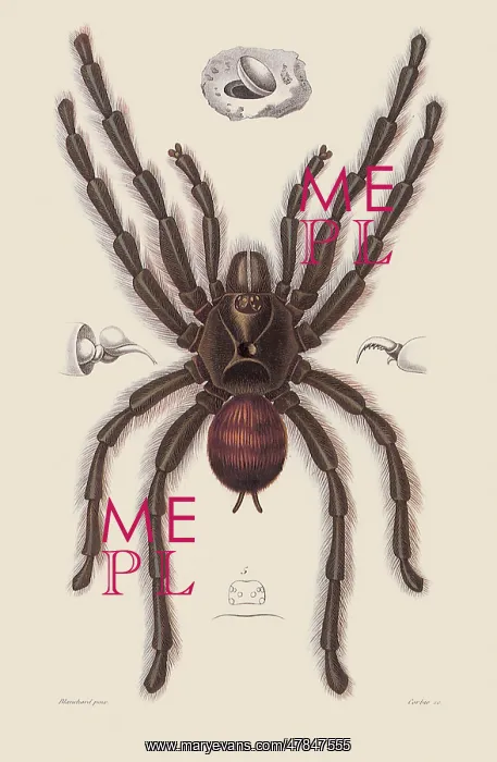 : Bird-Eating Spider : Bird-Eating Spider