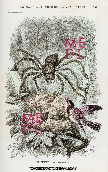 : BIRD-EATING SPIDER C1870 : BIRD-EATING SPIDER C1870