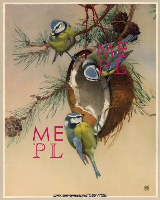  : Bird Feeder