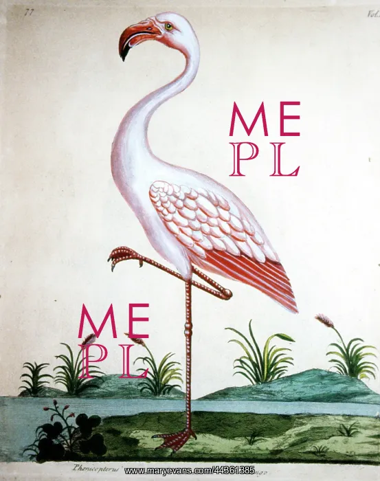  : Bird - Flamingo standing on one leg