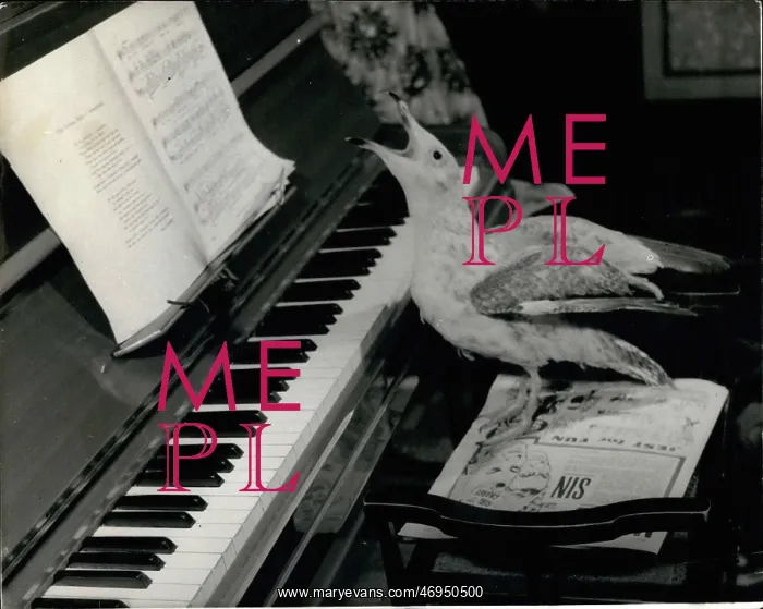 : Bird in full flow at the piano : Bird in full flow at the piano