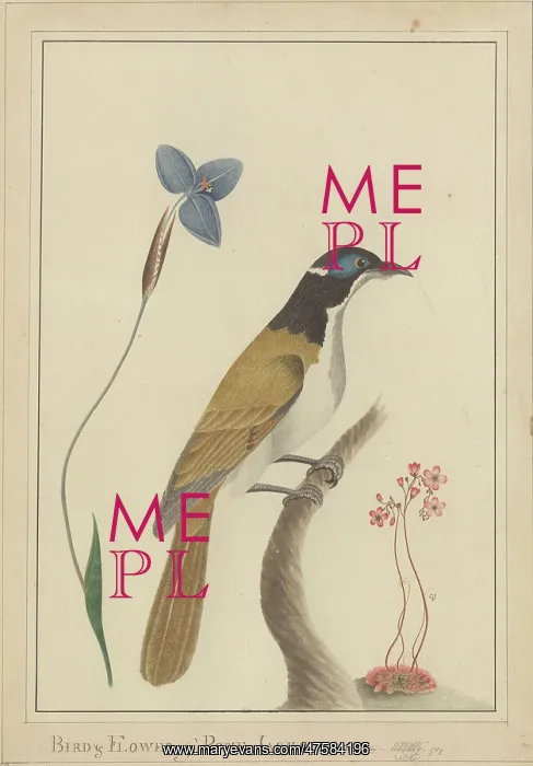 : Bird & Flower of Port Jackson : Bird & Flower of Port Jackson